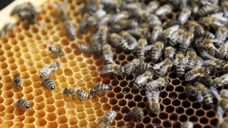 Снимка: Reuters, архив