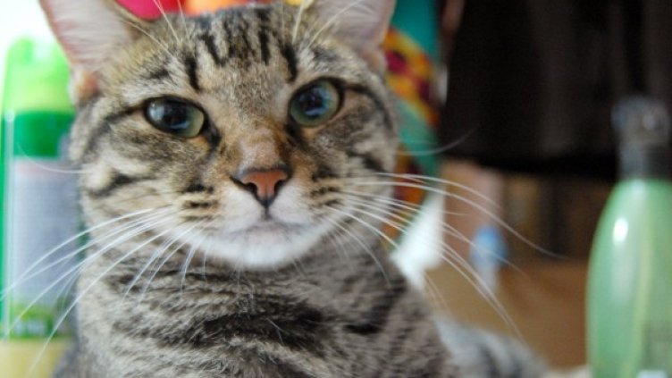 Снимка: Flickr