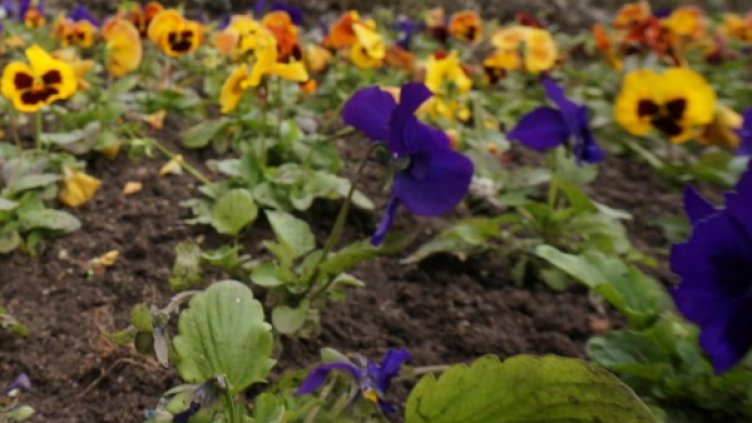 Архив: Булфото