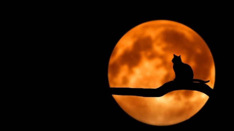 Снимка: pexels