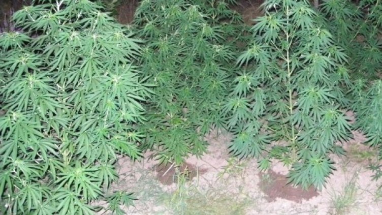 Архив: Булфото