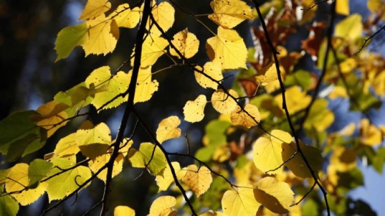 Снимка: Олег Попов / Dnes.bg