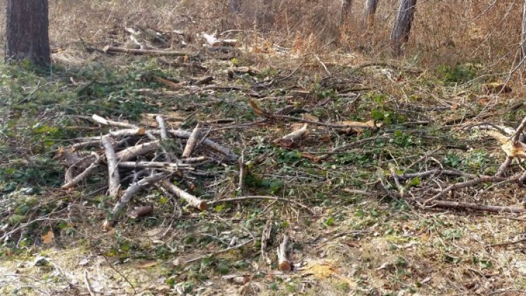 Снимка: Булфото