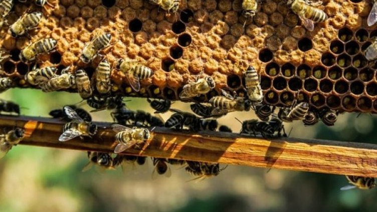 Снимка: pixabay