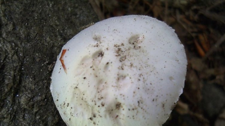 Архив: Булфото