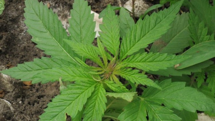 Снимка: Булфото