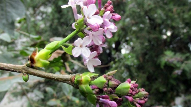 Краят на октомври, Силистра: Люляк цъфна, ябълка &ndash; също