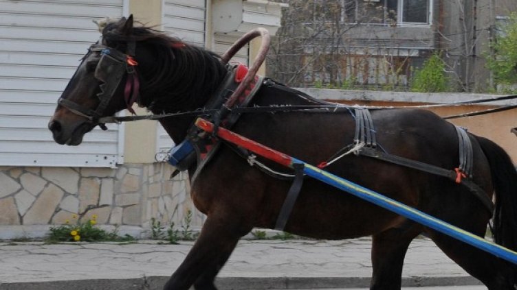 Снимка: Булфото, архив