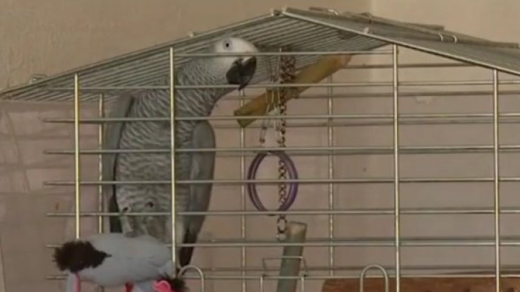 Снимка: Кадър Нова тв