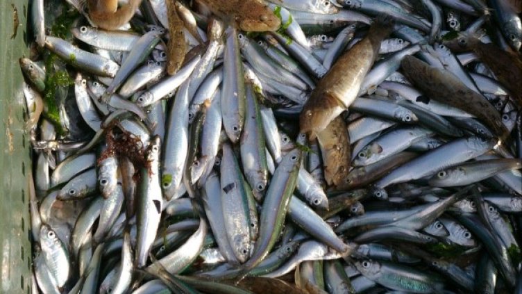 Архив: Булфото