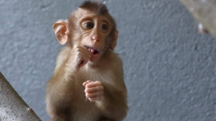 Снимка: Зоологическа градина - София