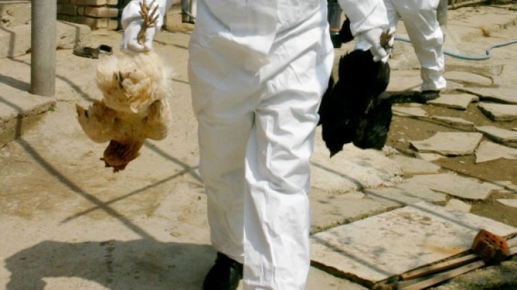 Архив: Булфото