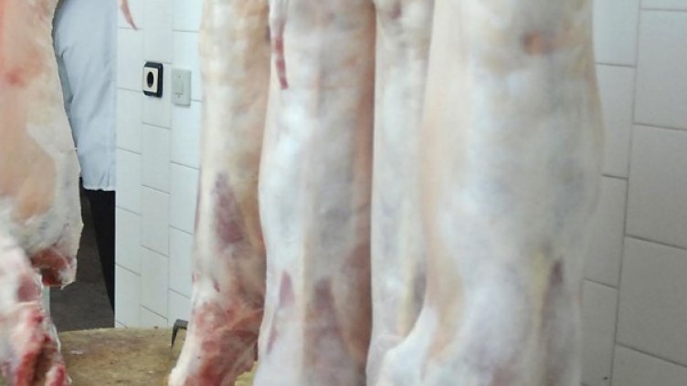 Архив: Булфото