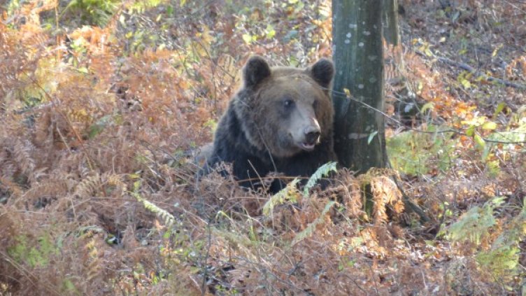 Мечокът Цветан. Снимка: Национален парк "Централен Балкан"