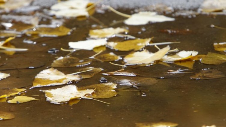 Снимка: Олег Попов, Dnes.bg