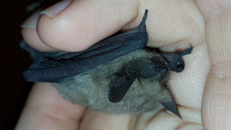 Снимка: Булфото