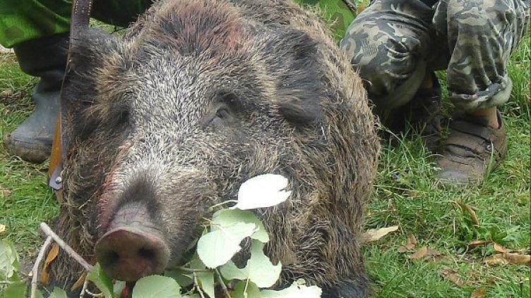 Архив: Булфото