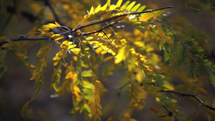 Снимка: Олег Попов, Dnes.bg