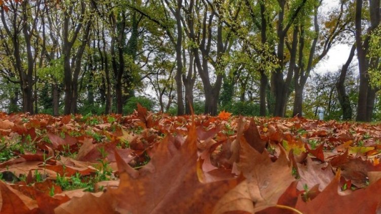 Снимки: BulFoto