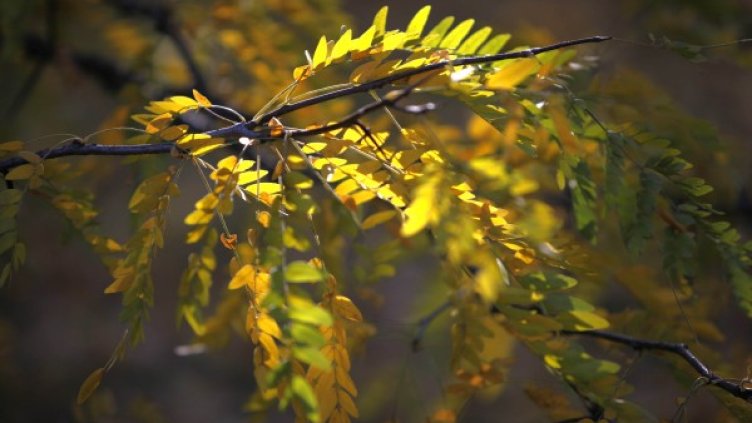 Снимка: Олег Попов, Dnes.bg