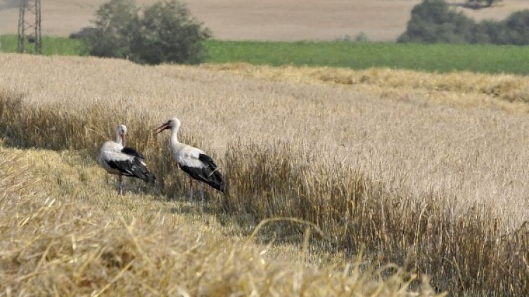 Снимка: Архив, Булфото