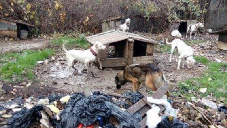 Снимка: "Монитор"