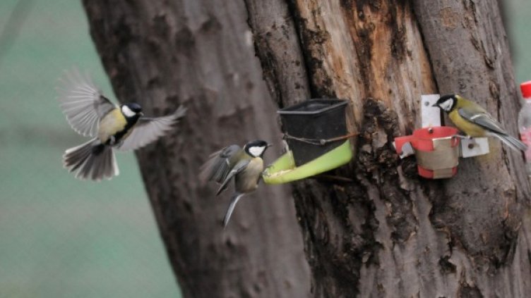 Снимка: Булфото, архив