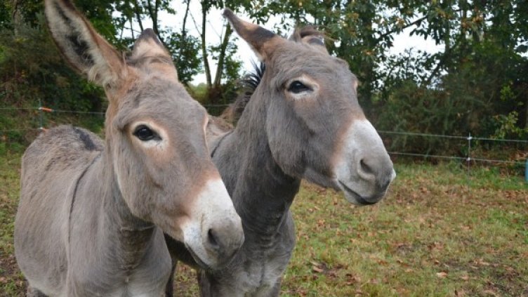 Снимка: Pixabay