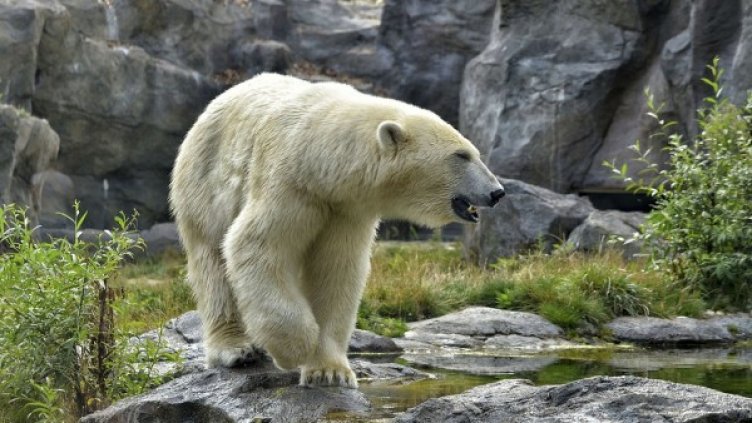 Снимка: Pixabay