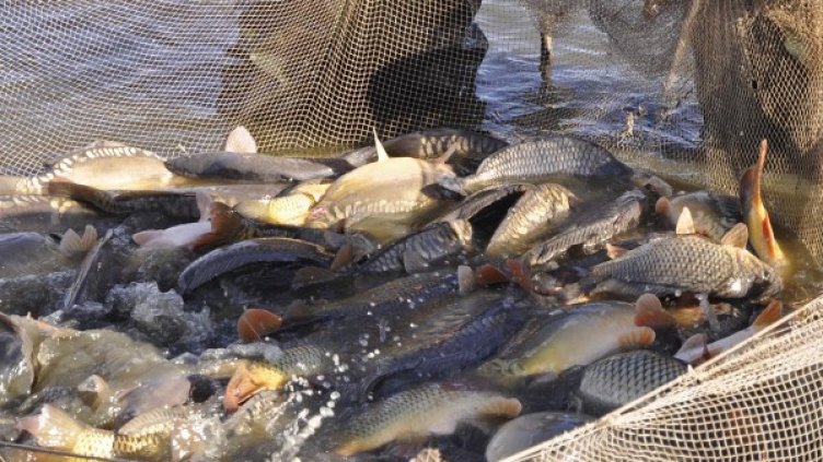 Снимка: архив, Булфото