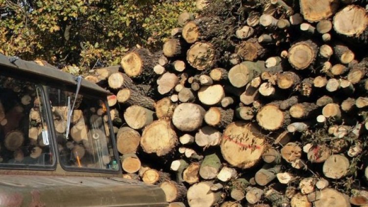 Снимка: Булфото