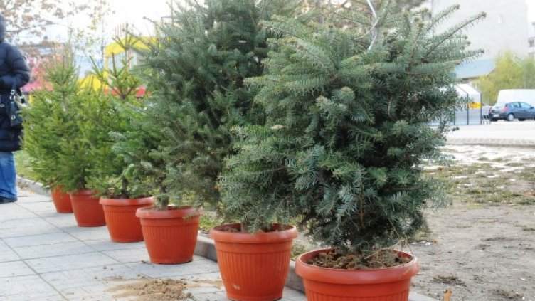 Снимка: архив, БулФото