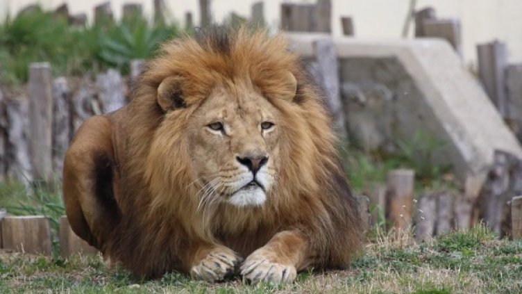 Архив: Столичен зоопарк