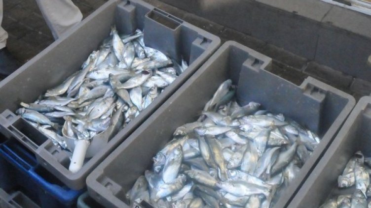 Снимка: архив, БулФото