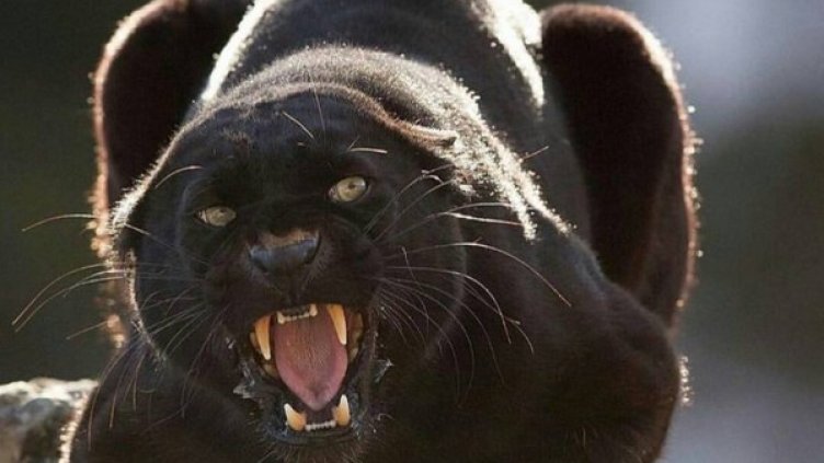 Снимка: Instagram