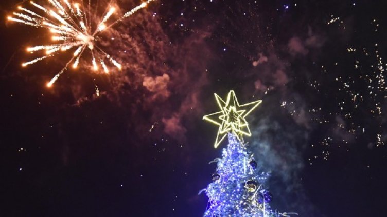 Елхата на София. Снимка: БулФото