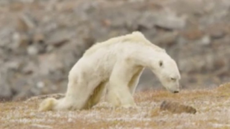 Снимка: Нешънъл Джиографик