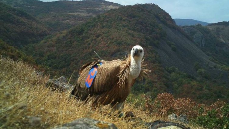 Снимка: БДЗП