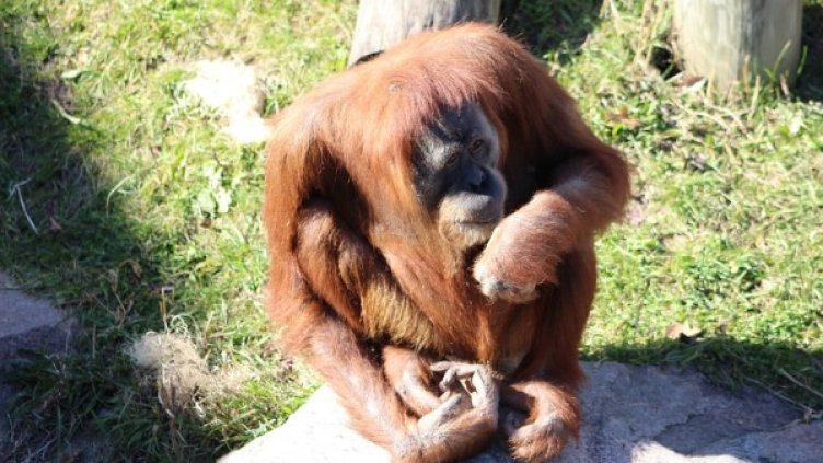 Снимка: Pixabay