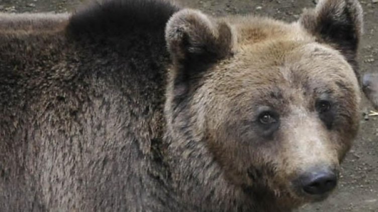 Снимка: Булфото, архив