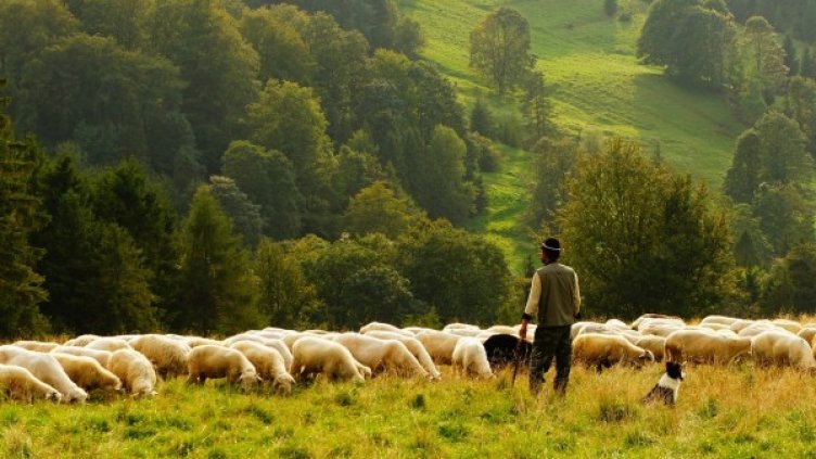 снимка: Pixabay