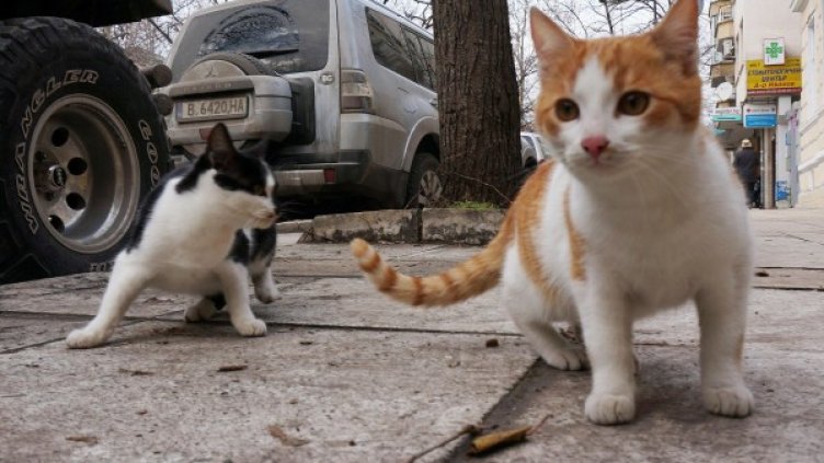 Снимка: архив "Булфото"