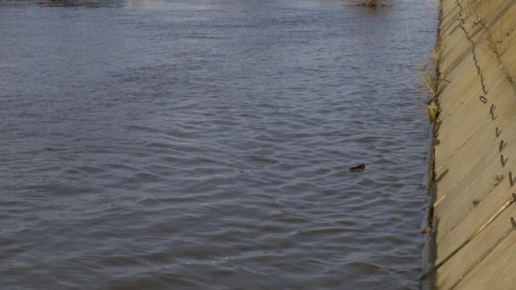 Архив: Булфото