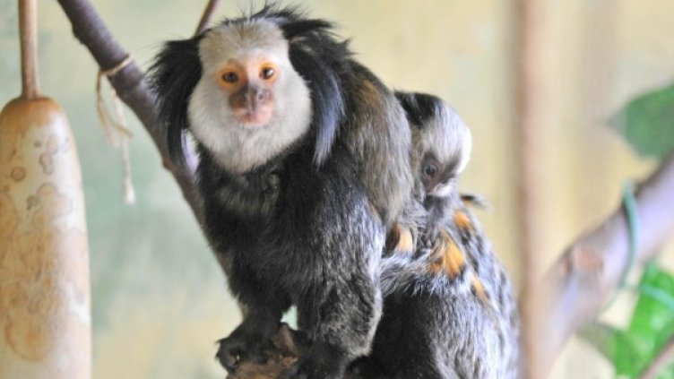 Архив: Булфото