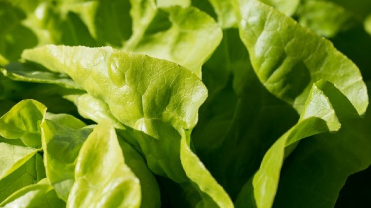 Снимка: pixabay.com