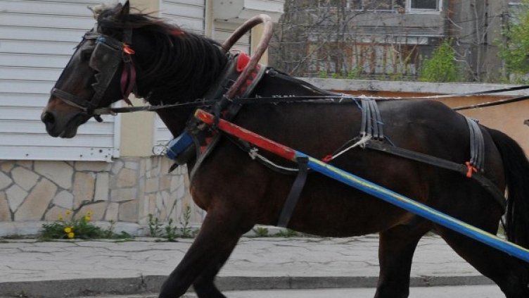 Снимка: Булфото, архив