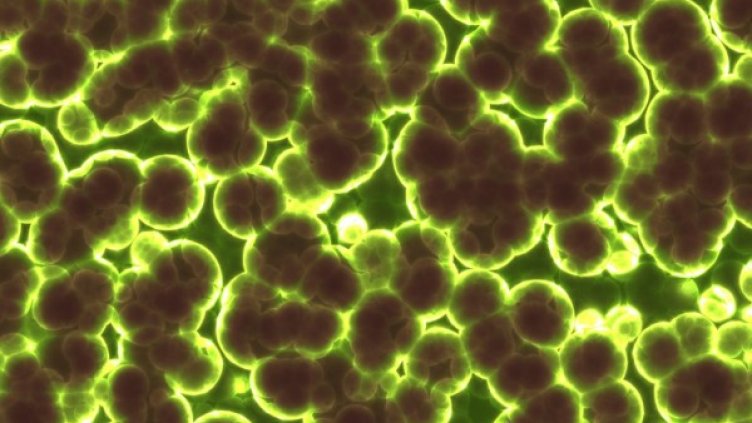 Снимка: Pixabay