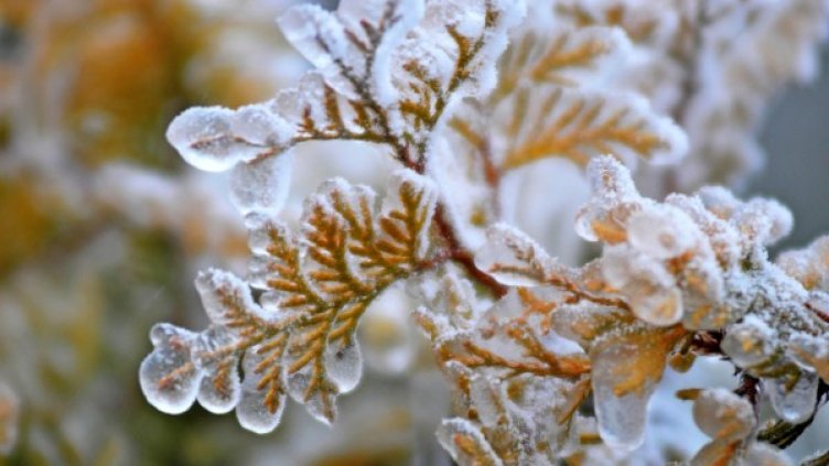 Снимка: архив, БулФото