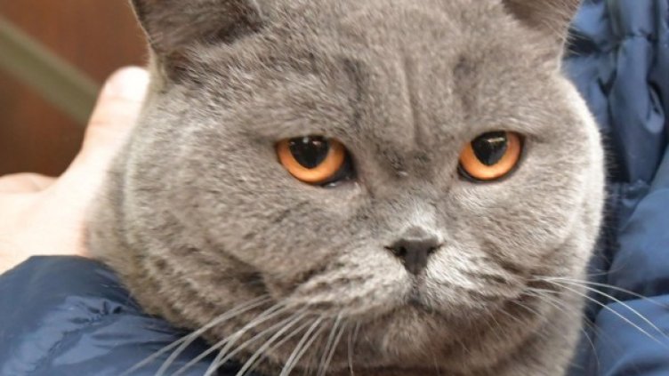 Архив: Булфото