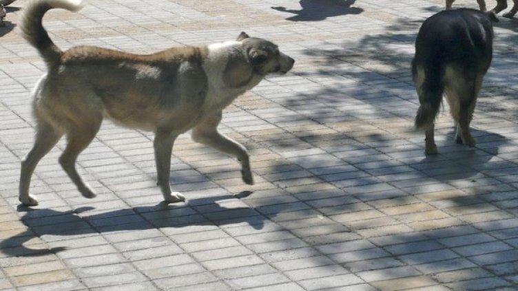 Архив: Булфото